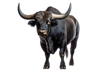 Strongest Dark Brown Bull With Muscles And Long Horns Portrait Looking At Camera Isolated On Clear Png Background, Animals Fighter Concept