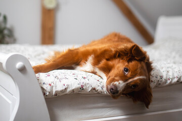 Wall Mural - Cute dog lying in bed his owner in bedroom. Funny Nova Scotia Duck Tolling Retriever alone at home..