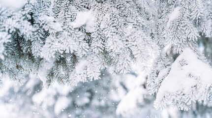 Wall Mural - icy snow-covered christmas tree branches against the background of falling snow.