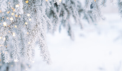 Wall Mural - Icy snow-covered Christmas tree branches against a white background.