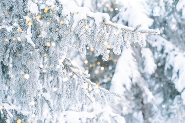 Wall Mural - icy snow-covered christmas tree branches with burning garland lights.