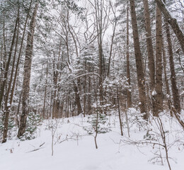 Wall Mural - Taiga, winter forest. Pine trees in a snowy forest on a winter day. Forest covered with snow.