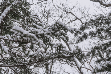 Wall Mural - Taiga, winter forest. Pine trees in a snowy forest on a winter day. Forest covered with snow.