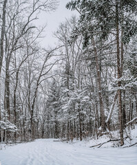 Wall Mural - Taiga, winter forest. Pine trees in a snowy forest on a winter day. Forest covered with snow.