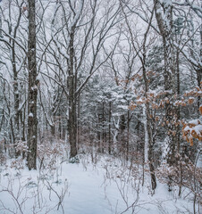 Wall Mural - Taiga, winter forest. Pine trees in a snowy forest on a winter day. Forest covered with snow.