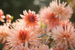 Blooming dahlia flowers in the garden. Color of the year 2024, peach fuzz color, blur, selective focus, bokeh
