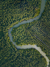 Aerial View Of A River Crossing A Forest With Palm Trees In South Goa, India.
