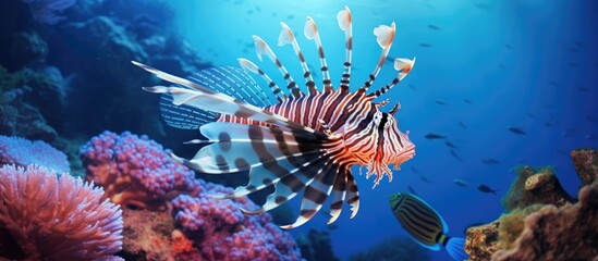 Poster - Common Lionfish Pterois Miles on a colorful coral reef. Copyspace image. Square banner. Header for website template