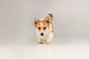 Wall Mural - Corgi on a white background in the studio