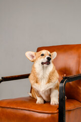 Wall Mural - A cute corgi sits on a brown leather chair in the studio