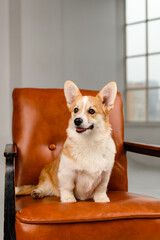 Wall Mural - A cute corgi sits on a brown leather chair in the studio