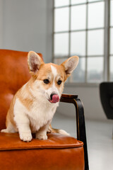 Wall Mural - A cute corgi sits on a brown leather chair in the studio