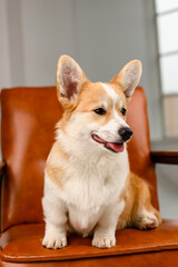 Wall Mural - A cute corgi sits on a brown leather chair in the studio