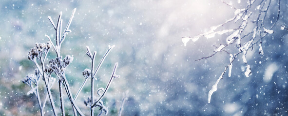 Wall Mural - Atmospheric winter view with ice covered plant branches on blurred background during snowfall