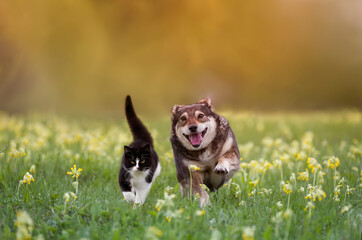 cute domestic cat and corgi dog running through a summer sunny meadow