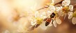 Honey bee gathering manuka pollen and nectar for medicinal honey.
