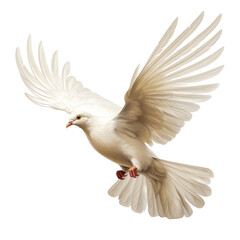 Wall Mural - free flying white dove isolated on a transporent background. The white pigeon