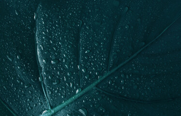 Sticker - Dark blue green leaf with water drops. Light and shadow nature background.