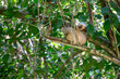 Sloth in the Wild in Costa Rica