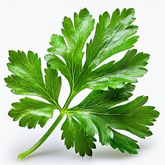 Fragrant parsley: green accent on white