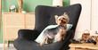 Cute small Yorkshire terrier dog on armchair in living room