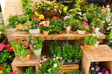 Poster - Pots with beautiful flowers on street market