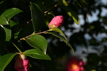 Wall Mural - Camellia sasanqua flowers. Theaceae evergreen tree. Flowering period is from late autumn to early winter. The difference from camellias is that sasanqua's petals fall one by one.
