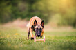 © kathrineva20 - Belgian Shepherd is training how to pick up fetch in a sunny summer day. Dog traing cocept.