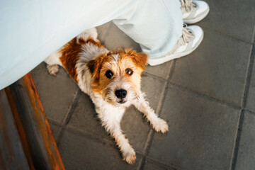 Jack Russell Terrier resting on a walk with his owner