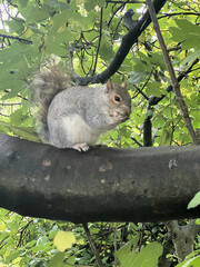 Wall Mural - A view of a Grey Squirrel in a London Park