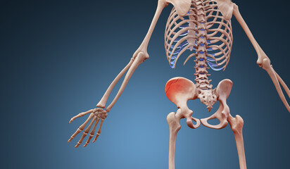 3d rendered illustration of a human skeleton suffering a pelvic hip fracture