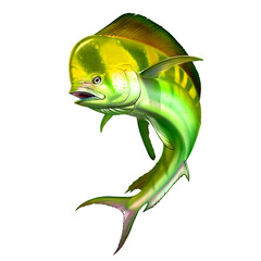 Wall Mural - Mahi mahi or dolphin fish on white. Mahi mahi blue fish.