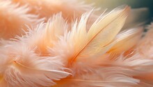 Peach Fuzz Color Feathers, Background With Selective Focus And Copy Space