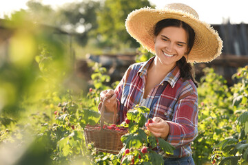 Canvas Print - Happy woman with wicker basket picking ripe raspberries from bush outdoors