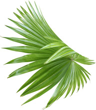 Tropical Nature Green Fan Palm Leaf Pattern On Transparent Background Png File