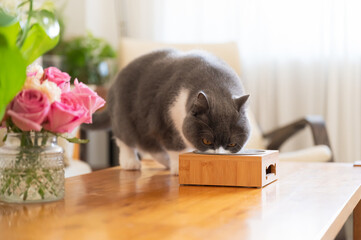 Wall Mural - British shorthair cat eating cat food on table