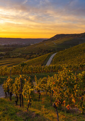 Wall Mural - Weinberge bei Thüngersheim am Main im Abendlicht, Landkreis Main-Spessart, Unterfranken, Bayern, Deutschland