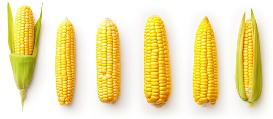 Wall Mural - Corn collection isolated on white background, top view.