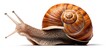 Fast garden snail with wheels and blurred movement with white back
