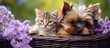 Yorkshire terrier and kitten rest in a basket amid lilacs.