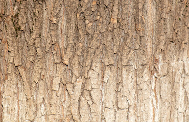 Sticker - Bark on a tree as an abstract background. Texture