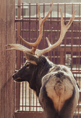 Poster - Portrait of a deer in the zoo