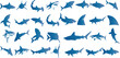Blue Shark Vector Illustration, marine life showcasing a variety of sharks. Ideal for oceanography, marine biology, and shark week themes. Perfect for wallpapers, textile, fabric, gift wrap