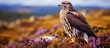 Buzzard standing on purple heather in Yorkshire Dales. Alert, facing right. Scientific name: Buteo Buteo. Horizontal. Copy Space.