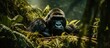 A silverback mountain gorilla rests in the undergrowth of Uganda's Bwindi Impenetrable forest, a world heritage site.