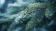 Fir branches covered with hoarfrost and snow. Winter background
