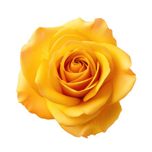 Yellow Rose Isolated On White, Png