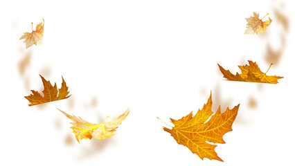 Wall Mural - leaves leaf falling fall isolated for background