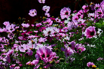 Wall Mural - Close-up view of pink cosmos flower blooming on field