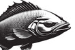 fishes black texture on white paper, vector illustration background texture